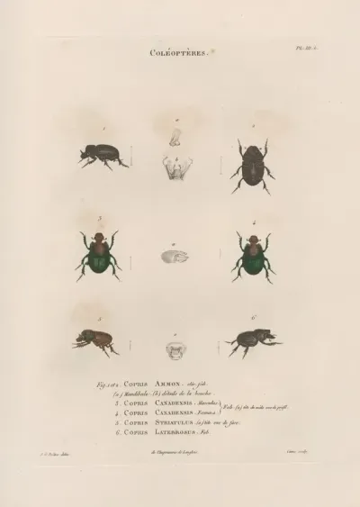 Insectes Recueillis En Afrique Et En Amerique Pl 14