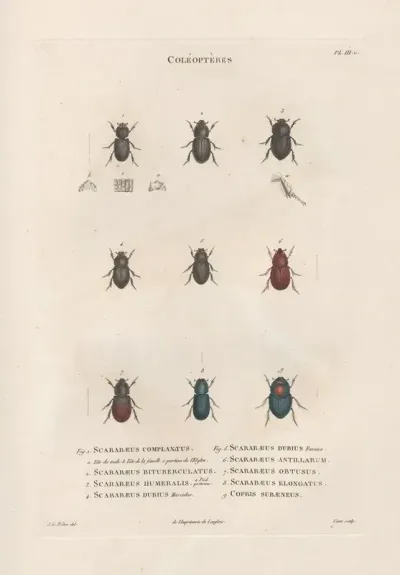 Insectes Recueillis En Afrique Et En Amerique Pl 20