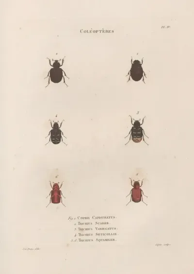 Insectes Recueillis En Afrique Et En Amerique Pl 25