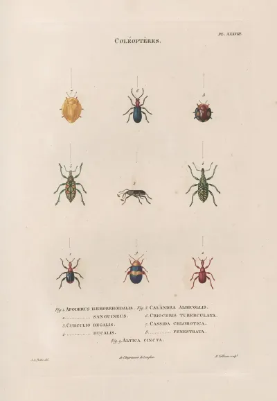 Insectes Recueillis En Afrique Et En Amerique Pl 30