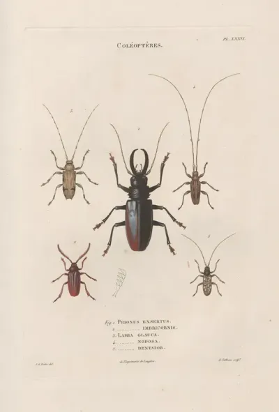 Insectes Recueillis En Afrique Et En Amerique Pl 34