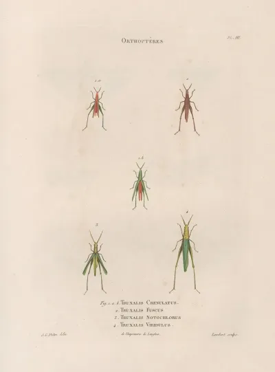Insectes Recueillis En Afrique Et En Amerique Pl 44