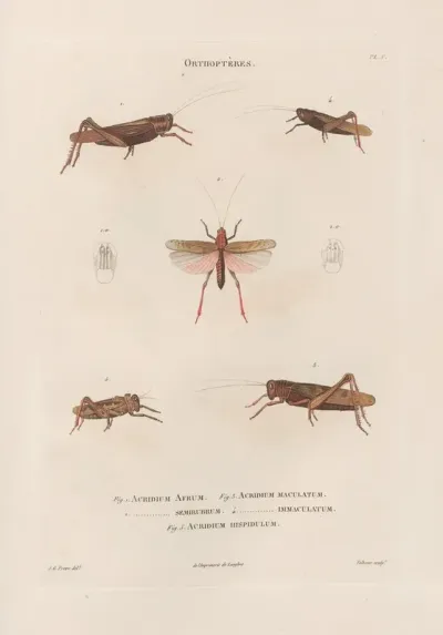 Insectes Recueillis En Afrique Et En Amerique Pl 46