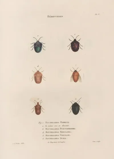 Insectes Recueillis En Afrique Et En Amerique Pl 47