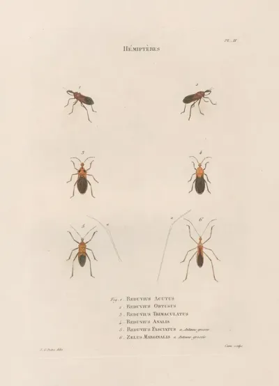 Insectes Recueillis En Afrique Et En Amerique Pl 56