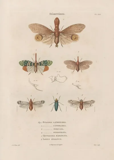 Insectes Recueillis En Afrique Et En Amerique Pl 60