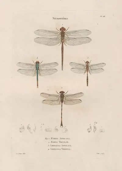 Insectes Recueillis En Afrique Et En Amerique Pl 62