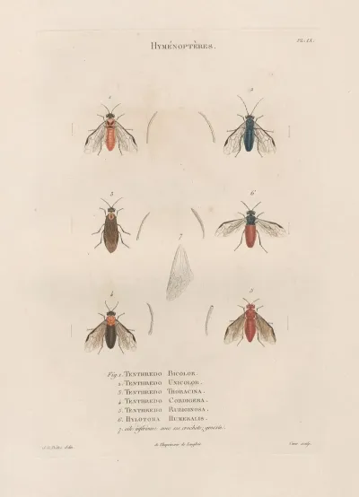 Insectes Recueillis En Afrique Et En Amerique Pl 65