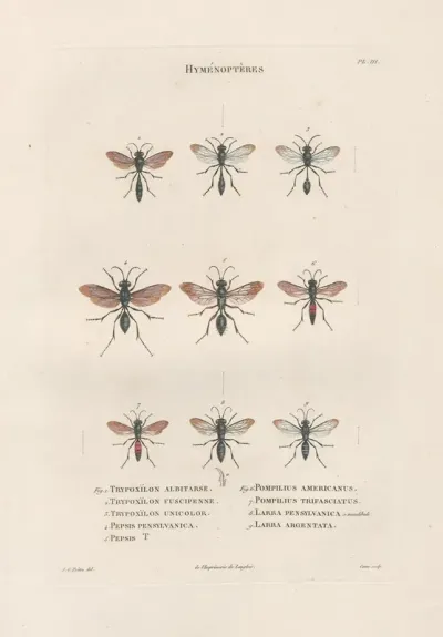 Insectes Recueillis En Afrique Et En Amerique Pl 67