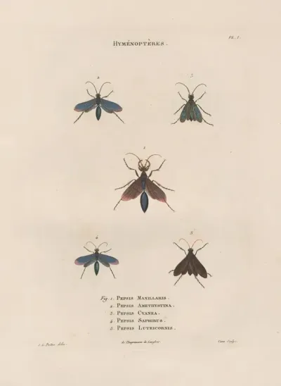 Insectes Recueillis En Afrique Et En Amerique Pl 69