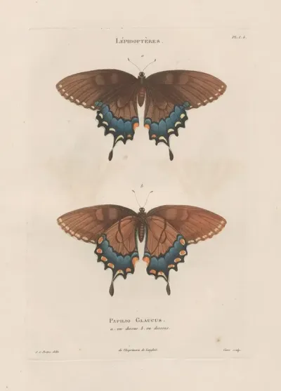 Insectes Recueillis En Afrique Et En Amerique Pl 75