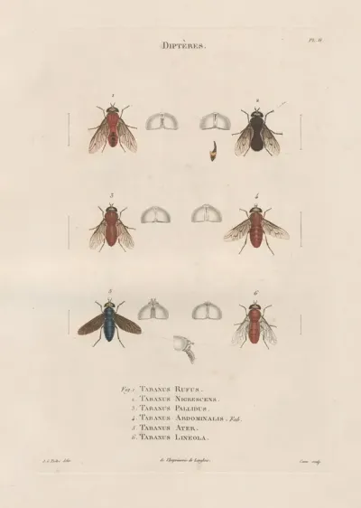 Insectes Recueillis En Afrique Et En Amerique Pl 89