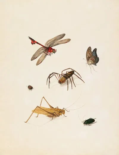 Insects 6