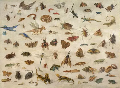 Insects Batrachians Shells And Mouses