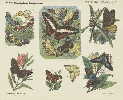 Insekten Dagvlinders
