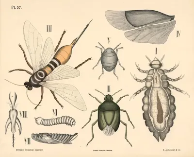 Insekter Arevinger Og Naebmundede