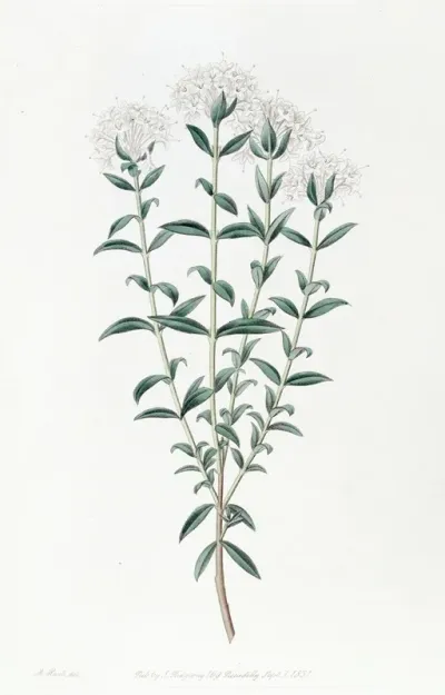 Intermediate Pimelea