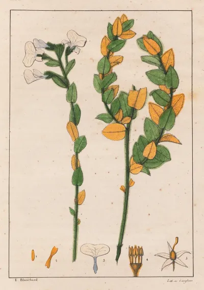 Ionidium Poaya