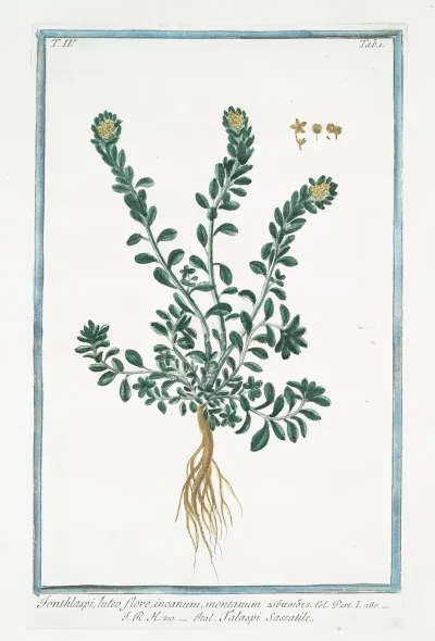 Ionthlaspi Luteo Flore Incanum Montanum Talaspi Sassatile Alpine Pennycress