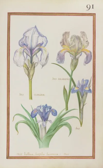 Iris Dalmatica Iris Glorieux Iris Iris Bulbosa Latifolia Lusitanica I Clussi