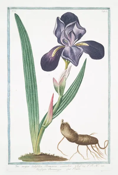 Iris Major Latifolia Romana Caerulea Giglio Pavonazzo Flambe Tall Bearded Iris