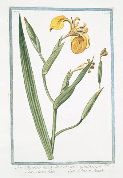 Iris Palustris Lutea Sive Acorus Adulterinus Acoro Falso Liris Ou Flambe Yellow Giglio