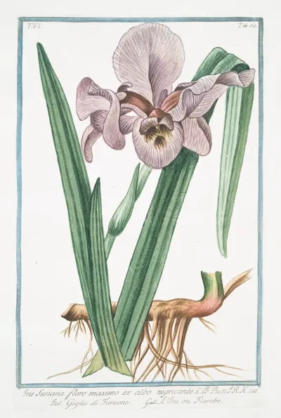 Iris Susiana Flore Maximo Ex Albo Nigricante Giglio Di Faraone Liris Ou Flambe