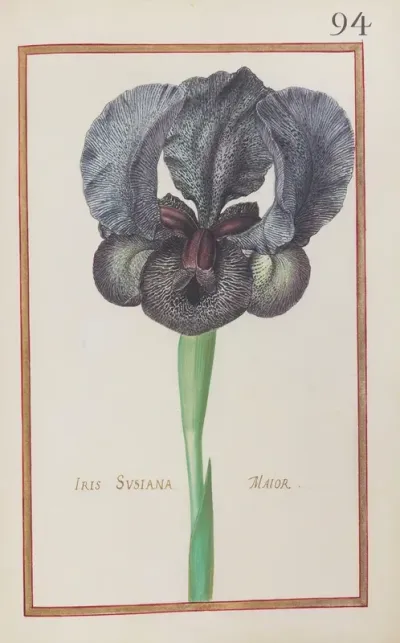 Iris Susiana Maior