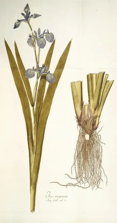 Iris Virginica