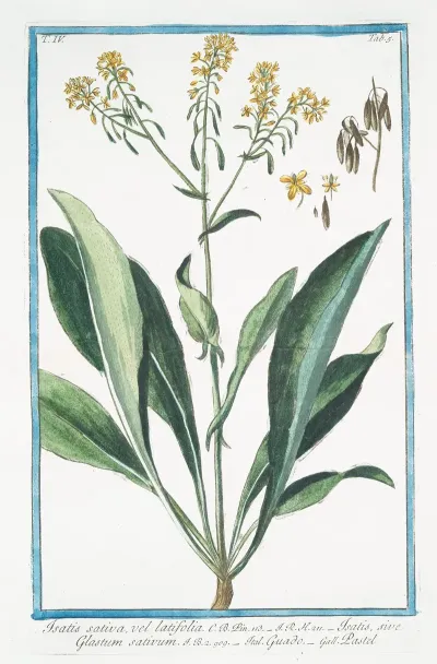 Isatis Sativa Vel Latifolia Isatis Sive Glastum Sativum Guado Pastel Woad