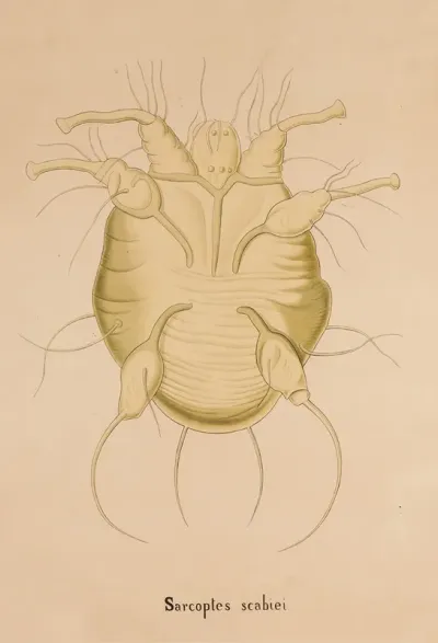 Itch Mite Sarcoptes Scabiei