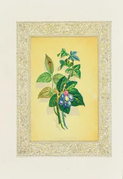 Ivy And Berries