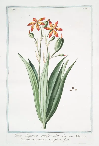 Ixia Chinensis Ensiformibu Bermundiana Maggiore Iris Chinensis Leopard Lily