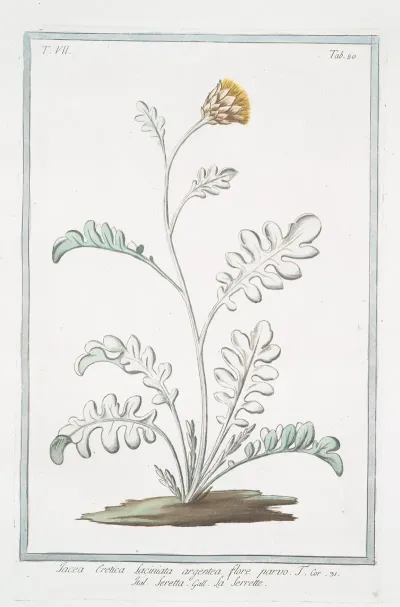 Jacea Cretica Laciniata Artgentea Flore Parvo Seretta La Serrette Knapweed Or Saw Wort From Crete