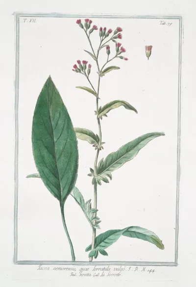 Jacea Nemorensis Quae Serratula Vulgo Seretta La Serette Knap Weed Saw Wort