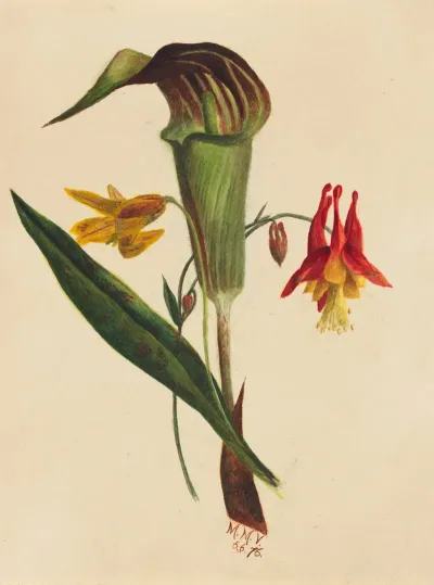 Jack In The Pulpit 2