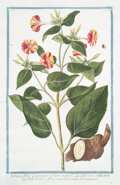 Jalapa Flore Ex Purpureo Et Lutes Mixto Gelsomino Della Notte Belle De Nuit A Fleur Panachee De Jaune Et De Purpurin