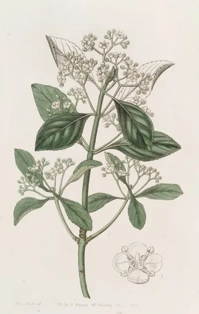 Japan Euonymus