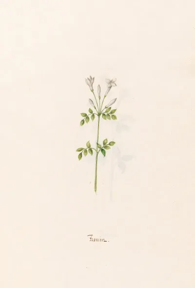 Jasmin 2