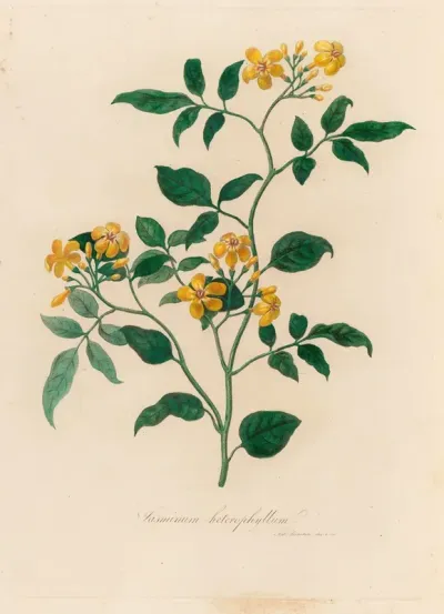 Jasminum Heterophyllum