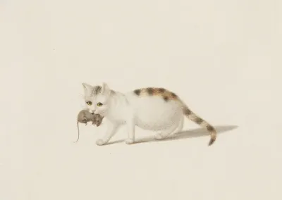 Junge Katze Mit Maus
