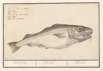 Kabeljauw Gadus Morhua Kabeljaeuw Asellus Merlue