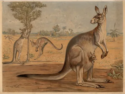 Kangaroo Halmaturus Gigantus
