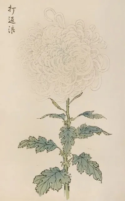 Keika Hyakugiku Pl 29