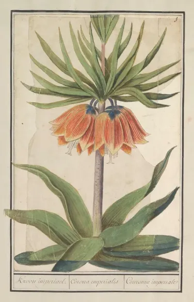 Keizerskroon Fritillaria Imperialis Kroon Imperiael Corona Imperialis Couronne Imperiale