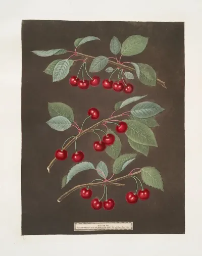 Kentish Or Flemish English Bearer And Carnation Cherries