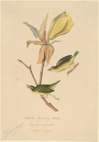 Kentucky Fly Catching Warbler