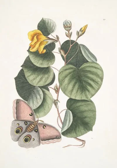 Ketmia The Mano Tree Phalaena Fusca C