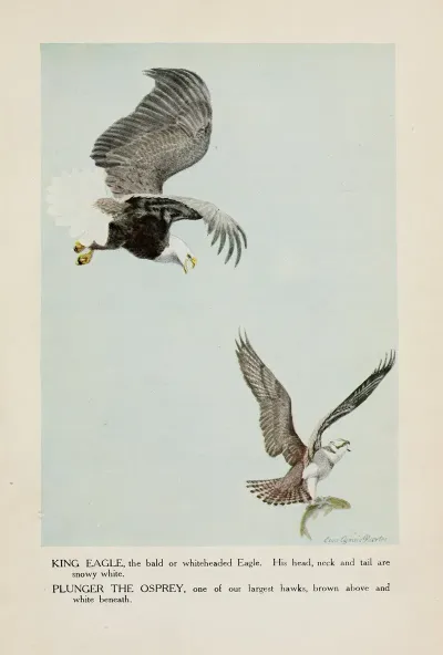 King Eagle Plunger The Osprey