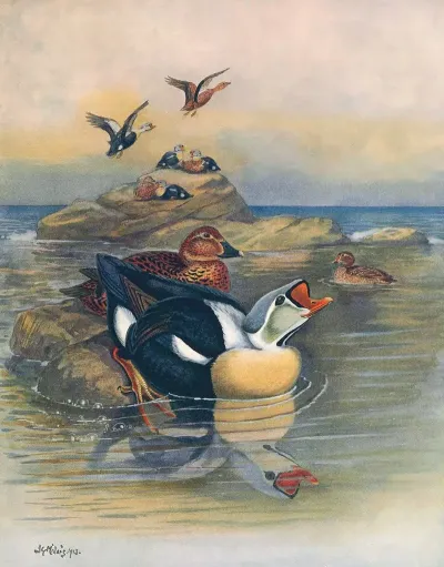 King Eider II